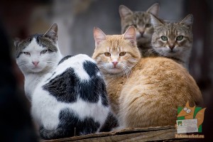 Почтовая открытка №86