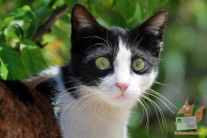 Почтовая открытка №87