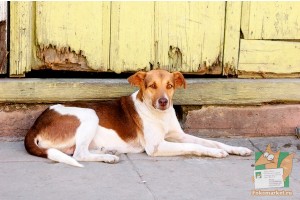 Почтовая открытка №94