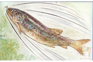 Почтовая открытка: The World of Peter Rabbit - 56