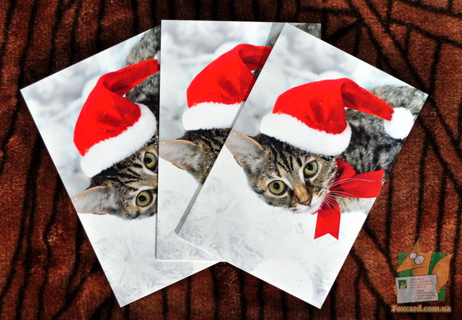 Новогодний кот - почтовая открытка